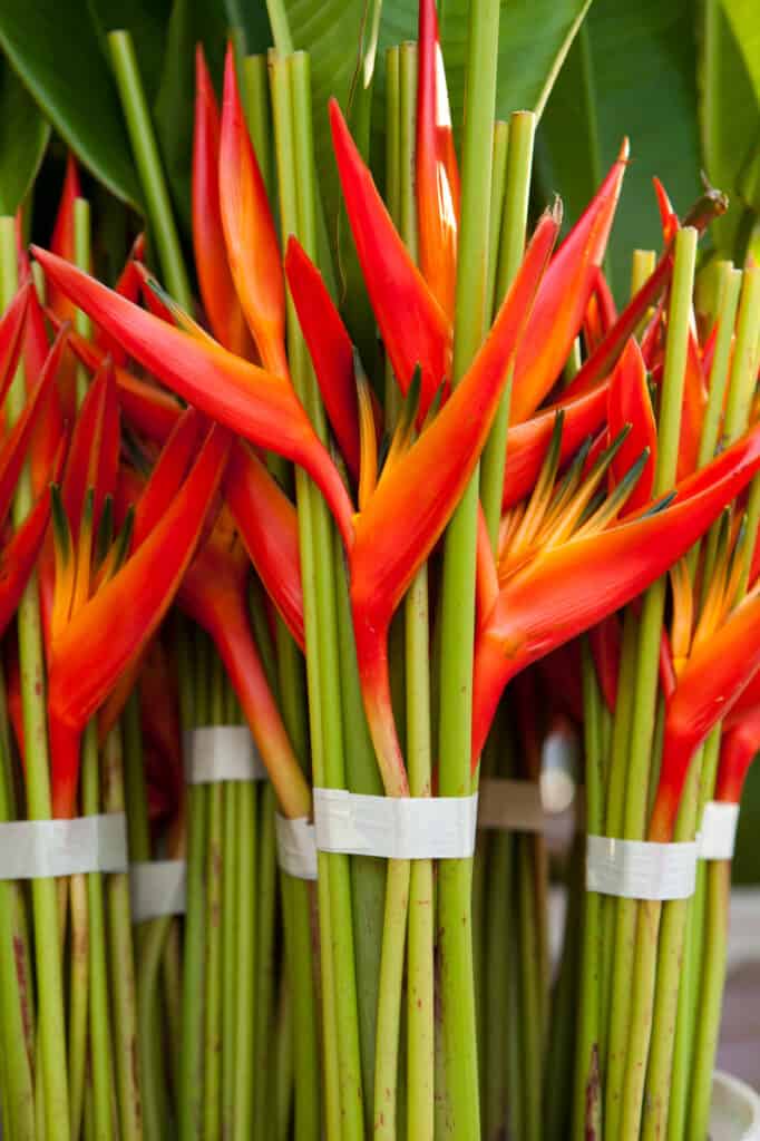 Hawaiian Flowers