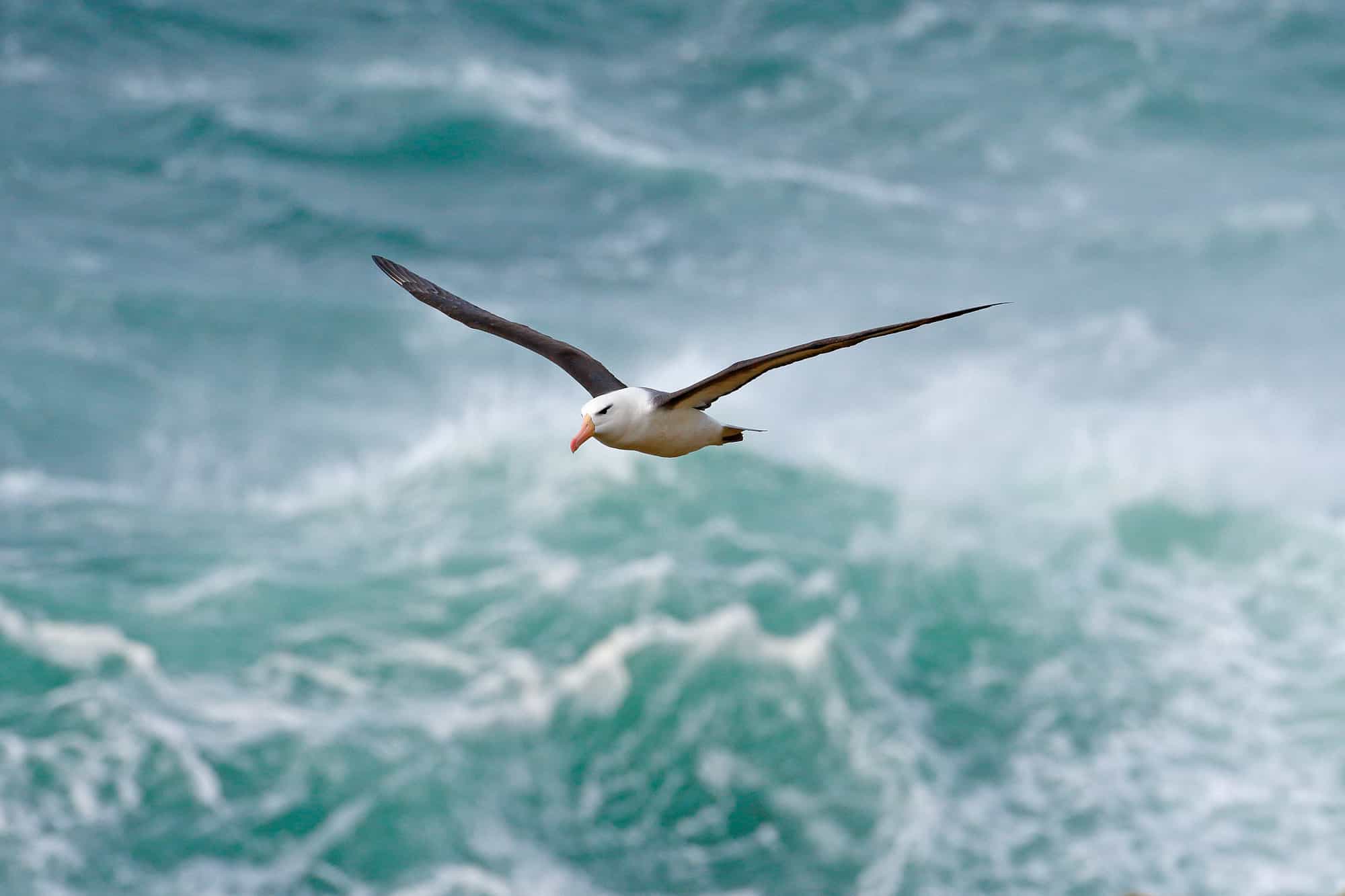 albatross bird