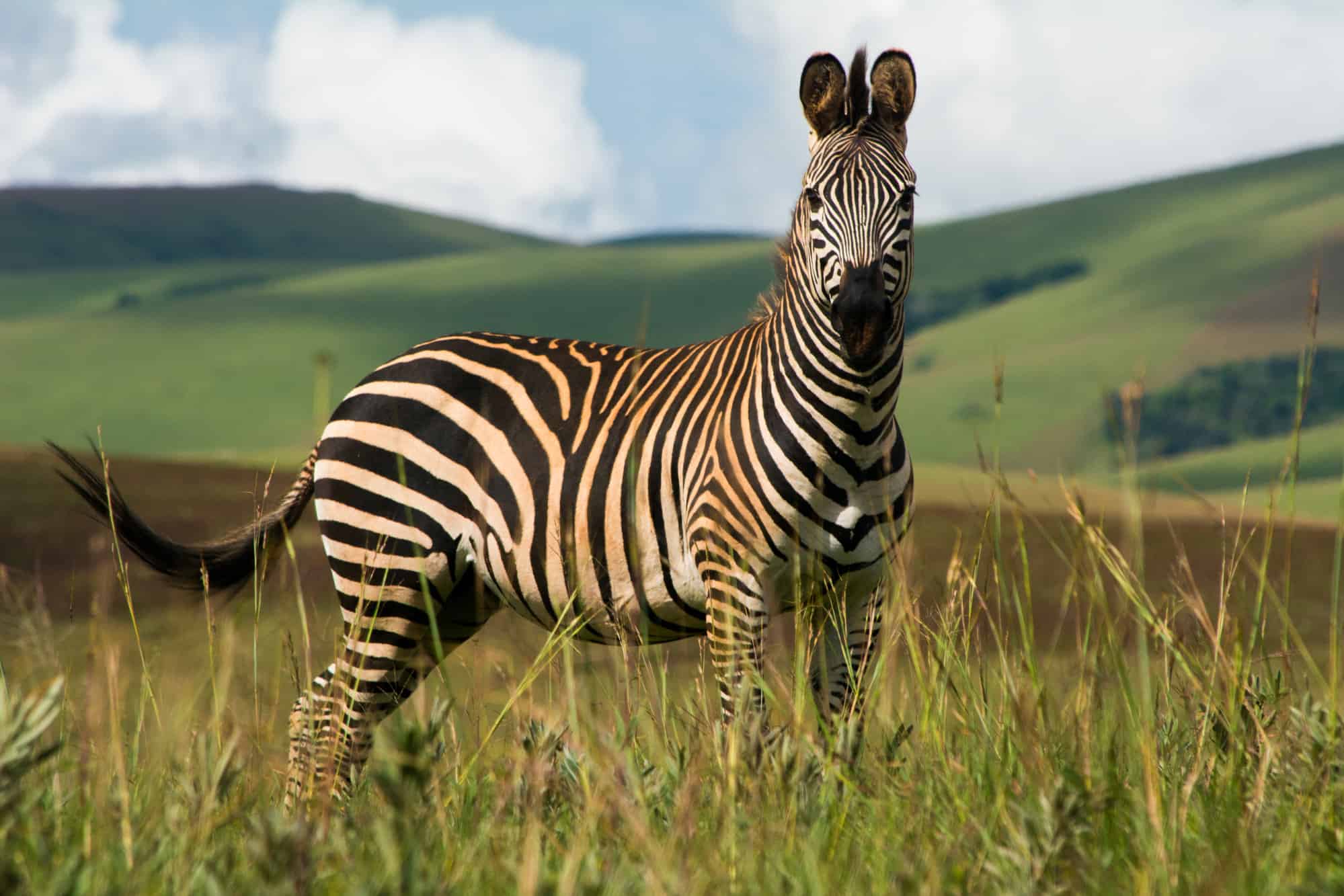 zebra in Nyika National Park, Malawi