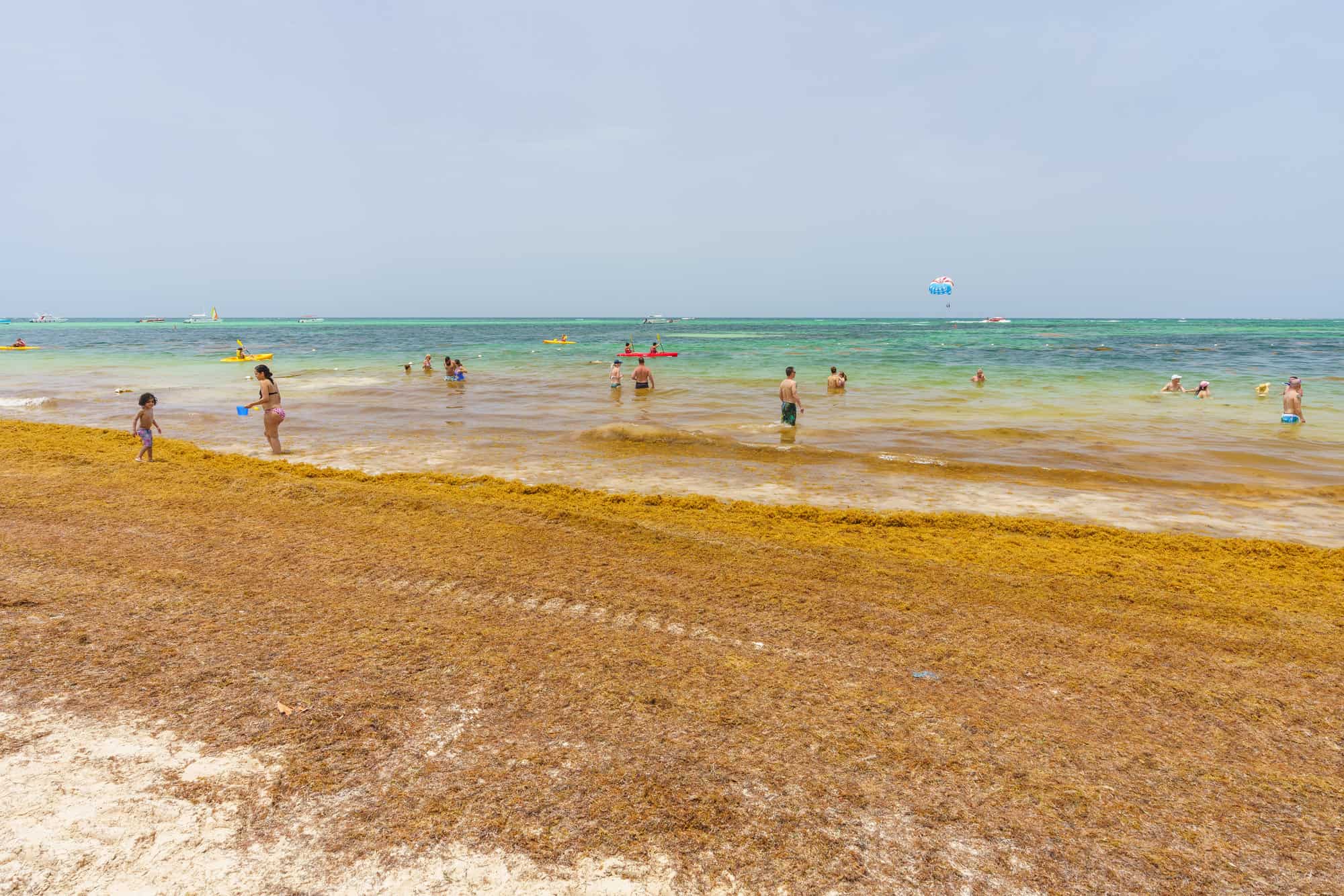 sargassum