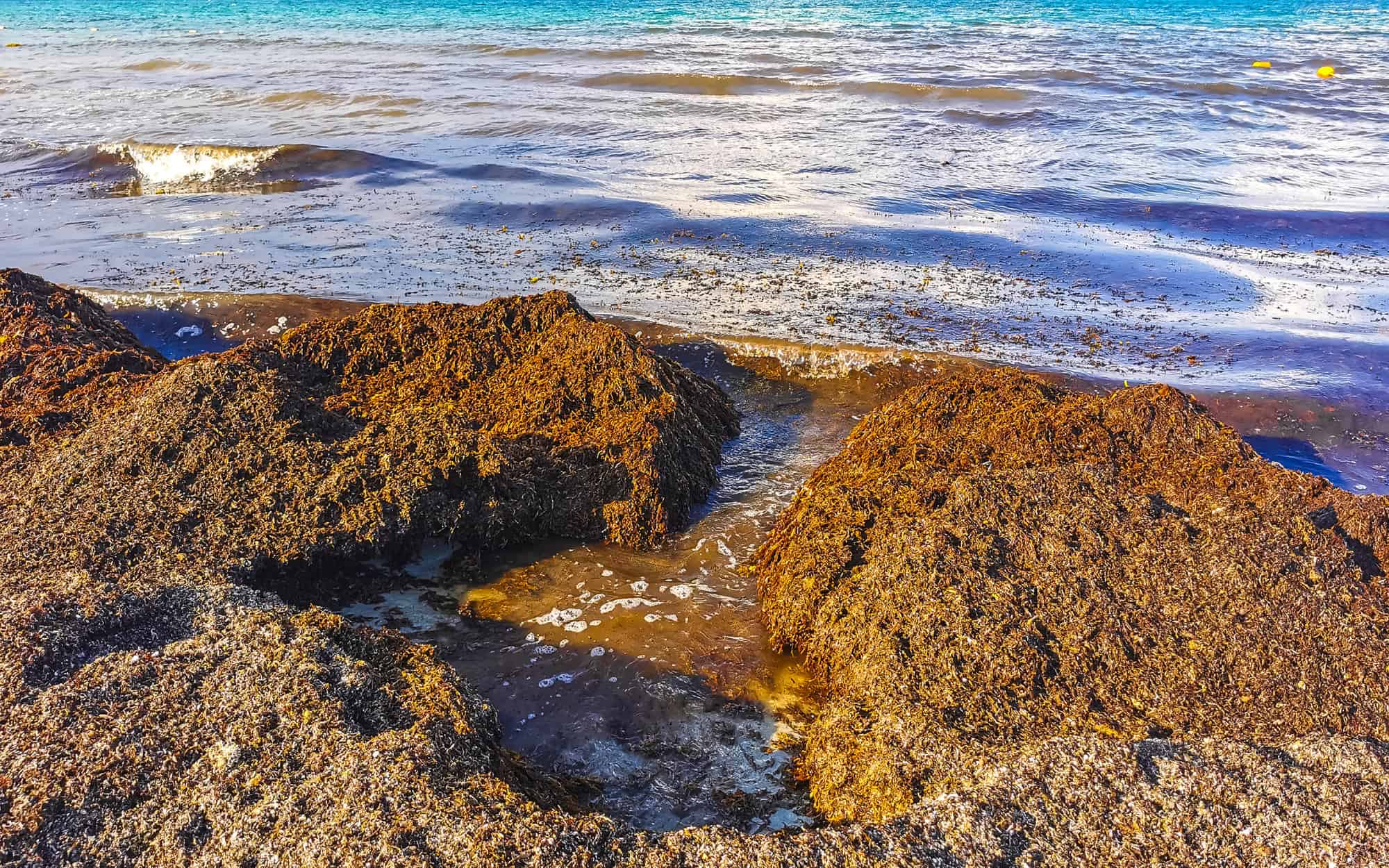 sargassum 